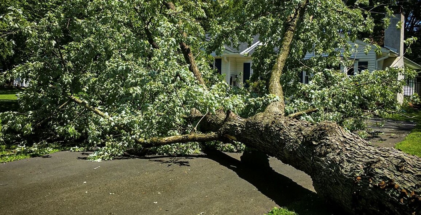 Emergency tree removal service available 24/7 in Davis, CA
