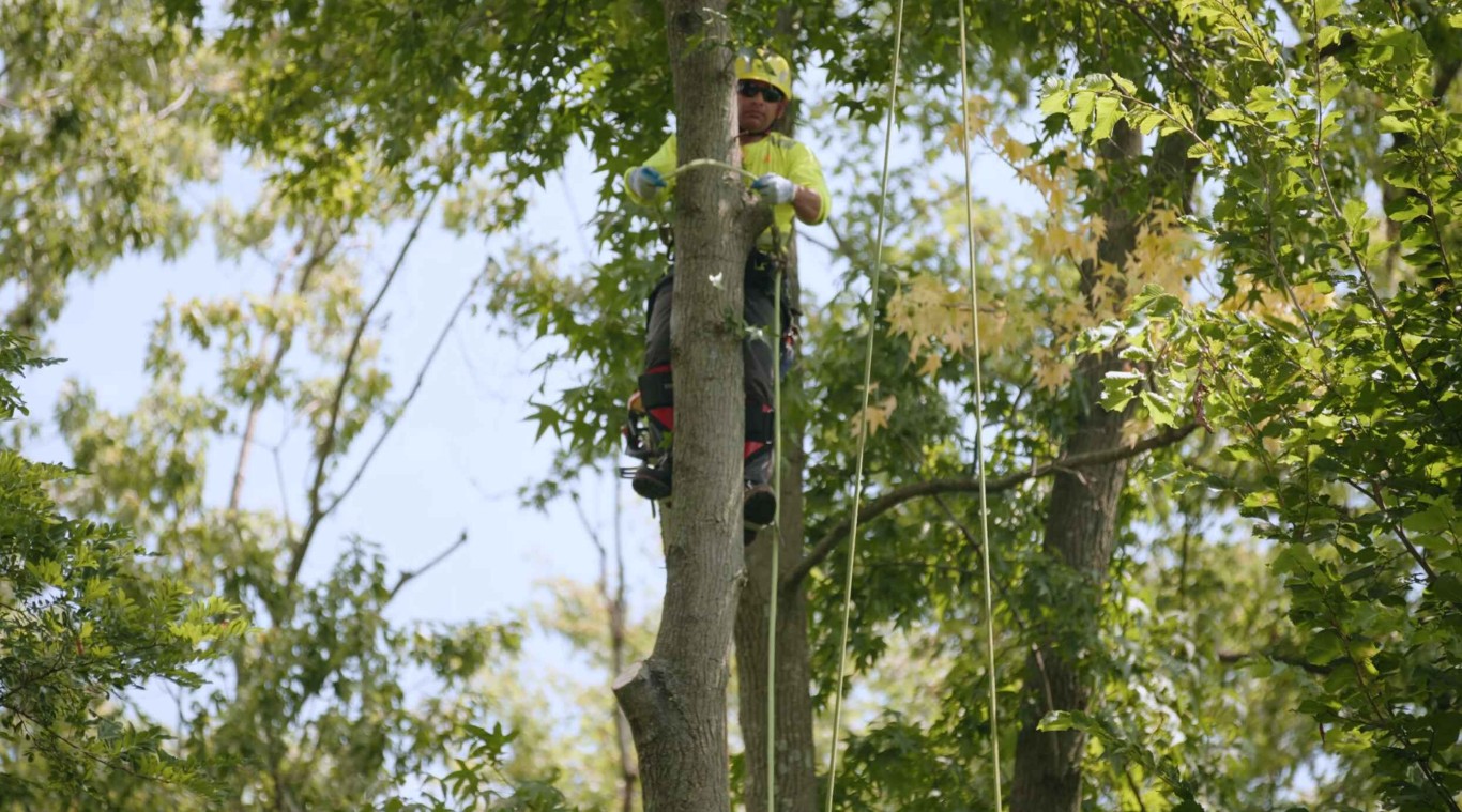 Hazardous and large tree removal specialists in Davis, CA